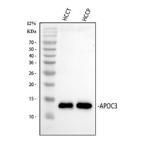 Anti-Apolipoprotein CIII/APOC3 Antibody Picoband® Boster Bio