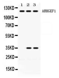 Anti-ARHGEF1 Antibody Picoband® Boster Bio
