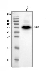 Anti-CD40 Antibody Picoband® Boster Bio