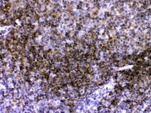 Anti-CD40 Antibody Picoband® Boster Bio