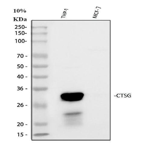 Anti-Cathepsin G/CTSG Antibody Picoband® Boster Bio
