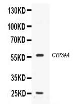 Anti-Cytochrome P450 3A4/CYP3A4 Antibody Picoband® Boster Bio