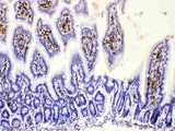 Anti-DHODH Antibody Picoband® Boster Bio