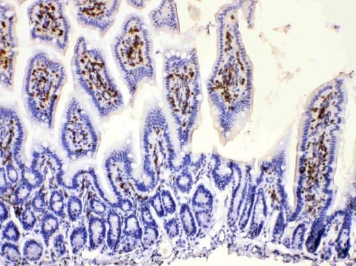 Anti-DHODH Antibody Picoband® Boster Bio
