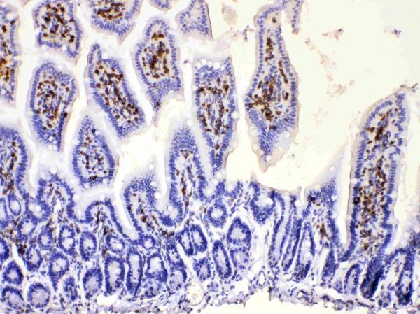 Anti-DHODH Antibody Picoband® Boster Bio