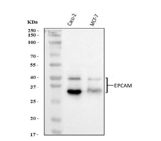 Anti-EpCAM Antibody Picoband® Boster Bio