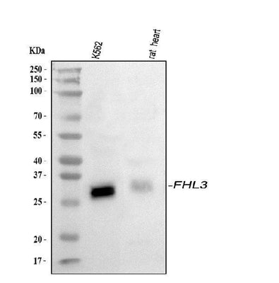 Anti-FHL3 Antibody Picoband® Boster Bio