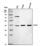 Anti-TXNL2/GLRX3 Antibody Picoband® Boster Bio