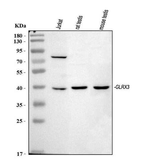 Anti-TXNL2/GLRX3 Antibody Picoband® Boster Bio