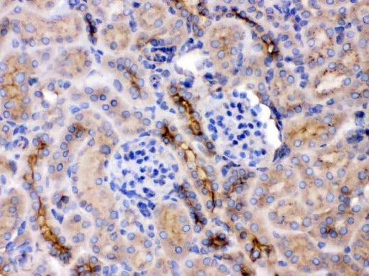 Anti-GNB1 Antibody Picoband® Boster Bio