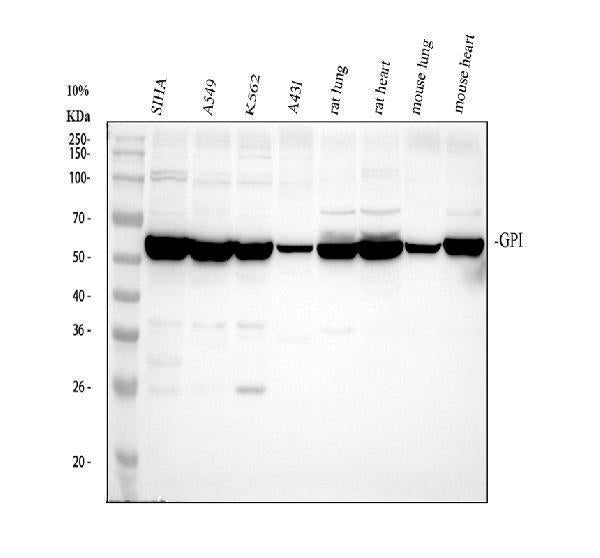 Anti-Glucose 6 phosphate isomerase/GPI Antibody Picoband® Boster Bio