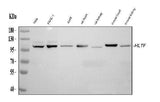Anti-HLTF Antibody Picoband® Boster Bio