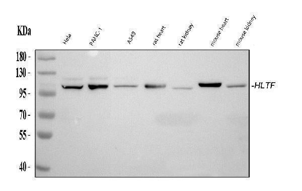 Anti-HLTF Antibody Picoband® Boster Bio