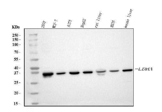 Anti-LDHA Antibody Picoband® Boster Bio