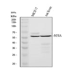 Anti-NFIA Antibody Picoband® Boster Bio