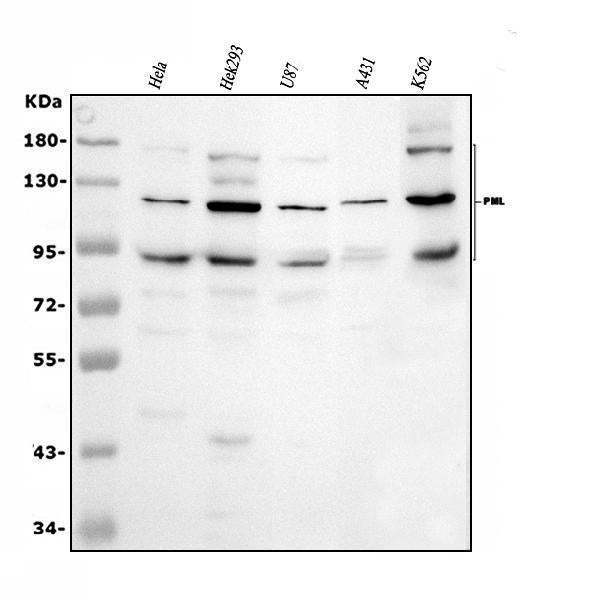 Anti-PML Protein Antibody Picoband® Boster Bio