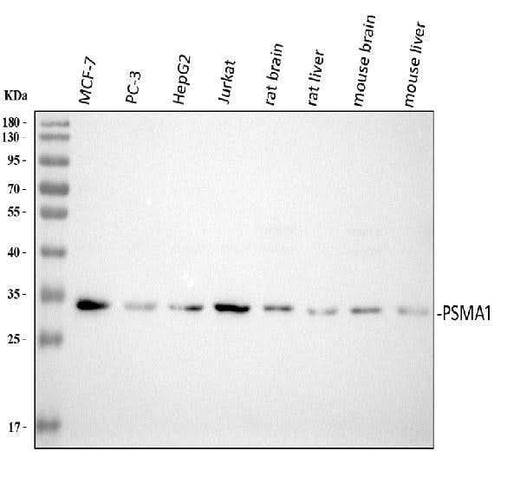 Anti-Proteasome 20S C2/PSMA1 Antibody Picoband® Boster Bio
