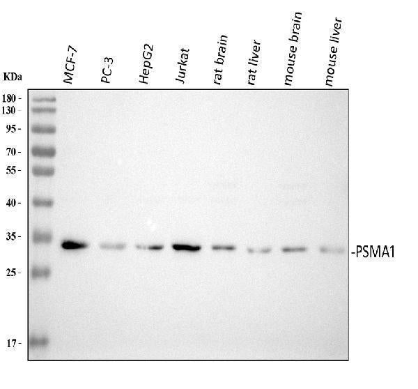 Anti-Proteasome 20S C2/PSMA1 Antibody Picoband® Boster Bio