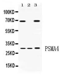 Anti-PSMA4 Antibody Picoband® Boster Bio