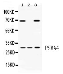 Anti-PSMA4 Antibody Picoband® Boster Bio