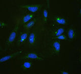 Anti-RPL19 Antibody Picoband® Boster Bio