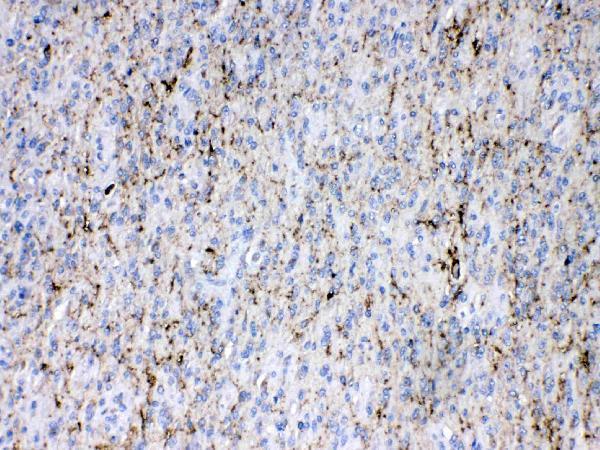 Anti-Synapsin I/SYN1 Antibody Picoband® Boster Bio