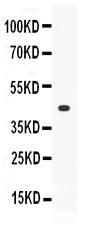 Anti-Thrombopoietin/THPO Antibody Picoband® Boster Bio