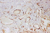 Anti-Adiponectin/ADIPOQ Antibody Picoband® Boster Bio