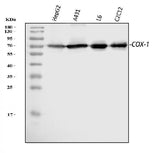 Anti-COX1/Cyclooxygenase 1/PTGS1 Antibody Picoband® Boster Bio