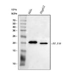Anti-IL18 Antibody Picoband® Boster Bio