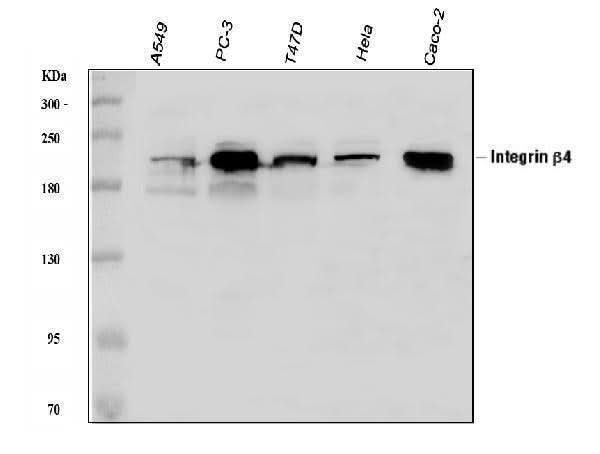 Anti-Integrin beta 4/ITGB4 Antibody Picoband® Boster Bio