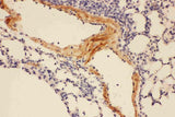 Anti-Adiponectin/ADIPOQ Antibody Picoband® Boster Bio