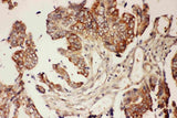 Anti-CNTF Antibody Picoband® Boster Bio