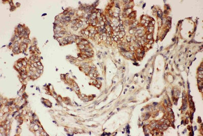 Anti-CNTF Antibody Picoband® Boster Bio