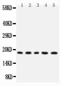 Anti-IL2 Antibody Picoband® Boster Bio