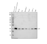 Anti-IL18 Antibody Picoband® Boster Bio
