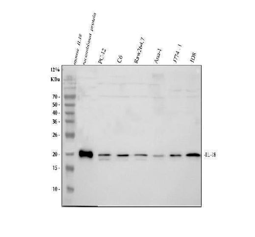 Anti-IL18 Antibody Picoband® Boster Bio