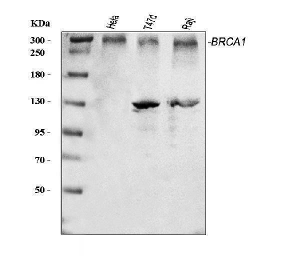 Anti-BRCA1 Antibody Picoband® Boster Bio