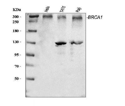 Anti-BRCA1 Antibody Picoband® Boster Bio