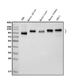 Anti-ICAM1 Antibody Picoband® Boster Bio