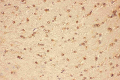 Anti-CNTF Antibody Picoband® Boster Bio