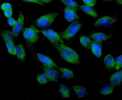 Anti-ARA9/AIP Antibody Picoband® Boster Bio