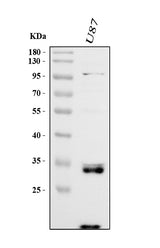 Anti-Cathepsin B/CTSB Antibody Picoband® Boster Bio