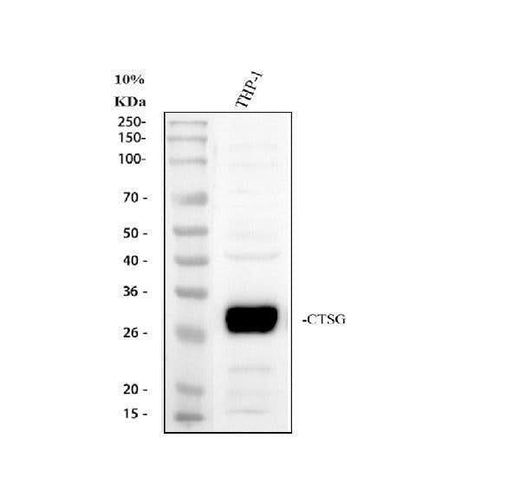 Anti-Cathepsin G/CTSG Antibody Picoband® Boster Bio