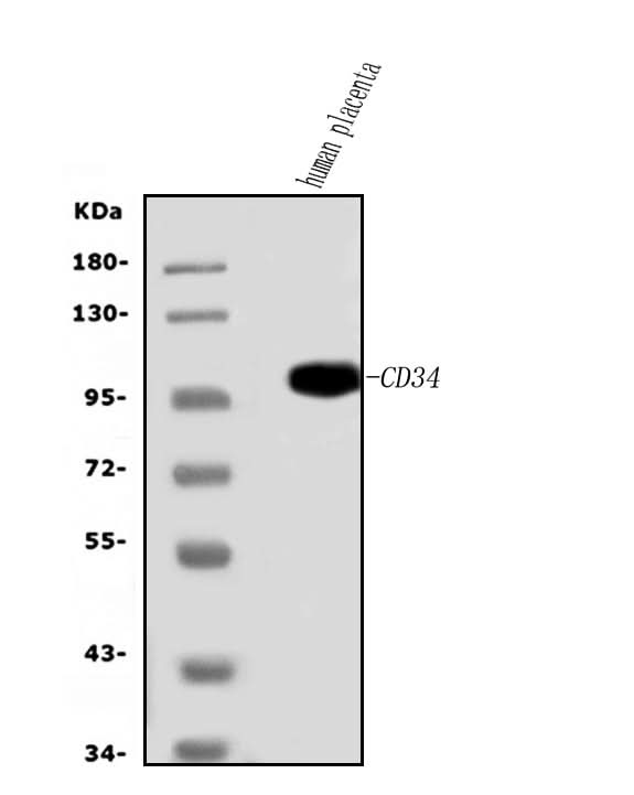 Anti-CD34 Antibody Picoband® Boster Bio