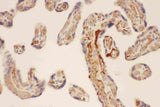 Anti-Mast Cell Chymase/CMA1 Antibody Picoband® Boster Bio