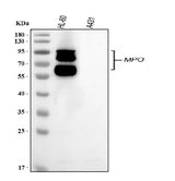 Anti-Myeloperoxidase/MPO Antibody Picoband® Boster Bio