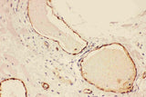 Anti-Von Willebrand Factor/VWF Antibody Picoband® Boster Bio