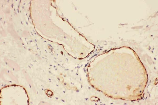 Anti-Von Willebrand Factor/VWF Antibody Picoband® Boster Bio