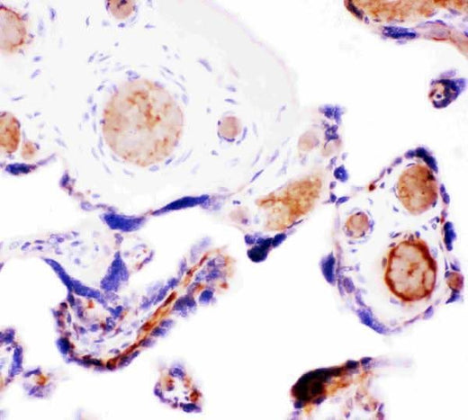Anti-Wnt5a Antibody Picoband® Boster Bio